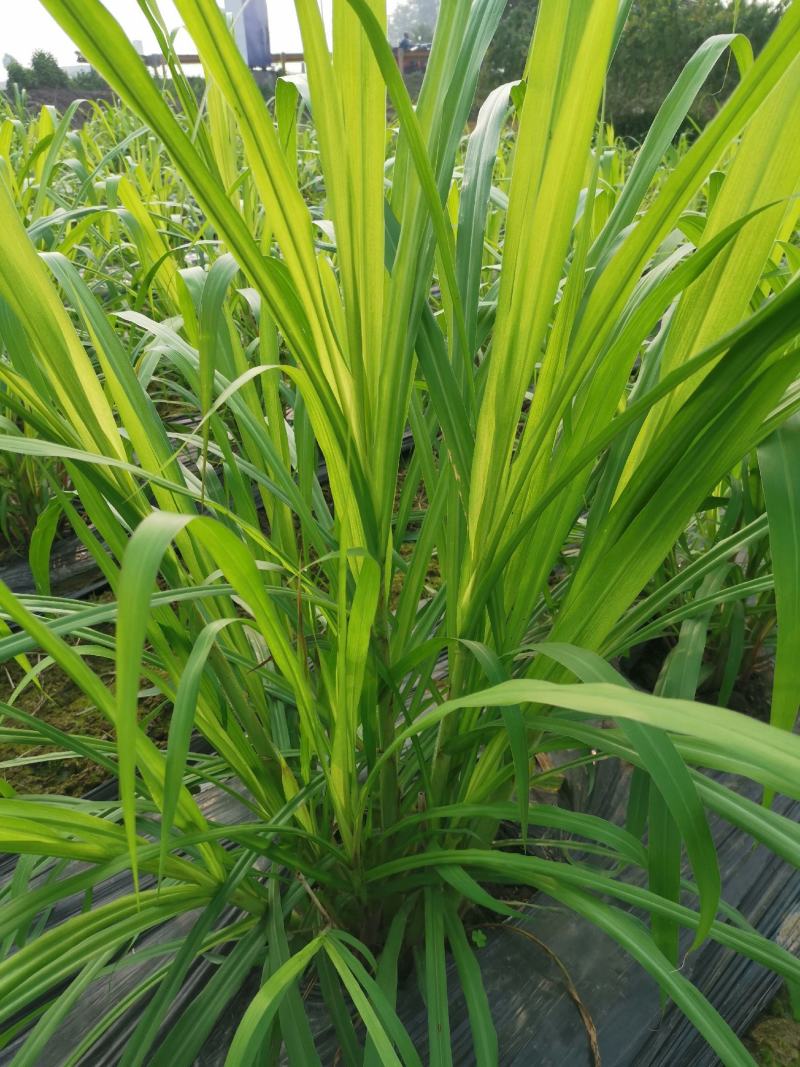 正宗高产量牧草，金银草种节，产量高，易存活，可过冬。