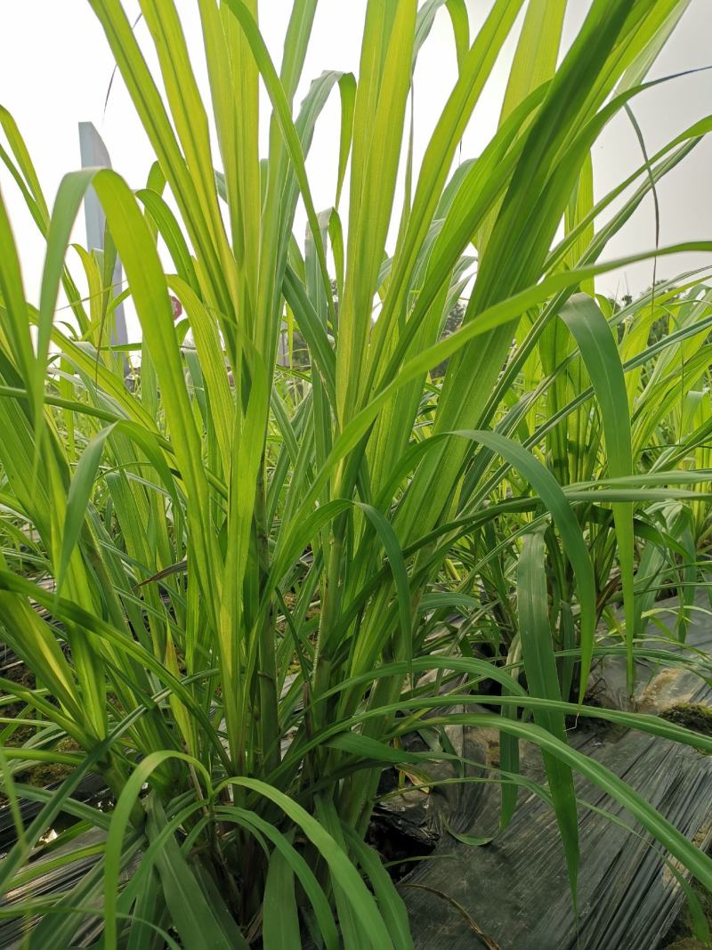 正宗高产量牧草，金银草种节，产量高，易存活，可过冬。
