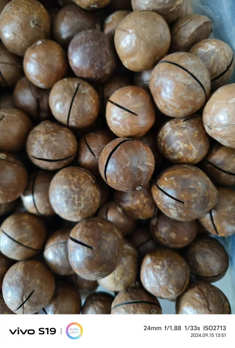 夏威夷坚果，，大量供应