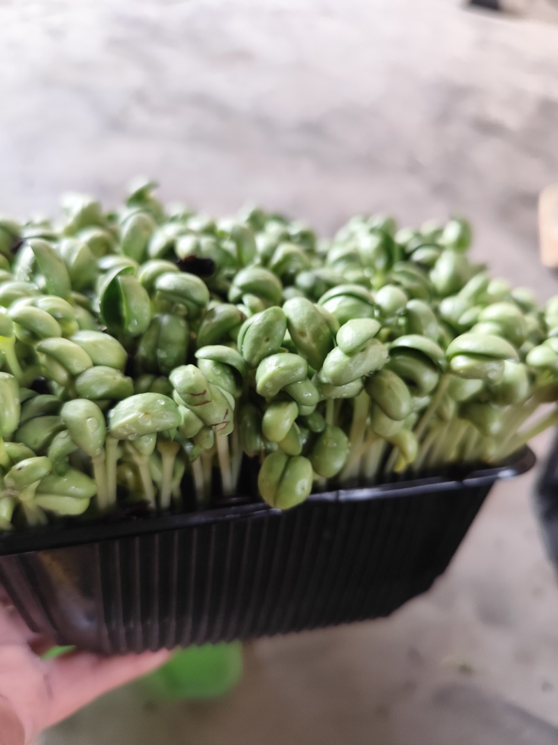 水培活体青豆芽苗菜