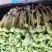 水培活体青豆芽苗菜