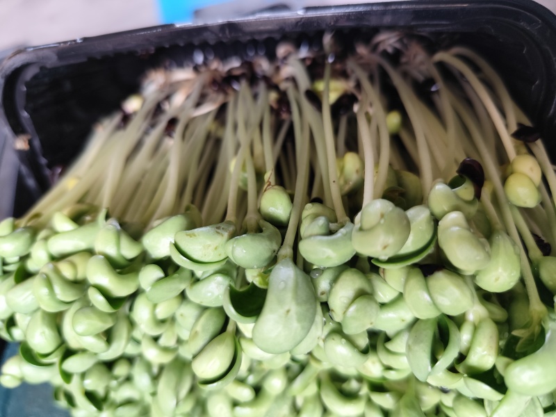 水培活体青豆芽苗菜