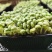 水培活体青豆芽苗菜