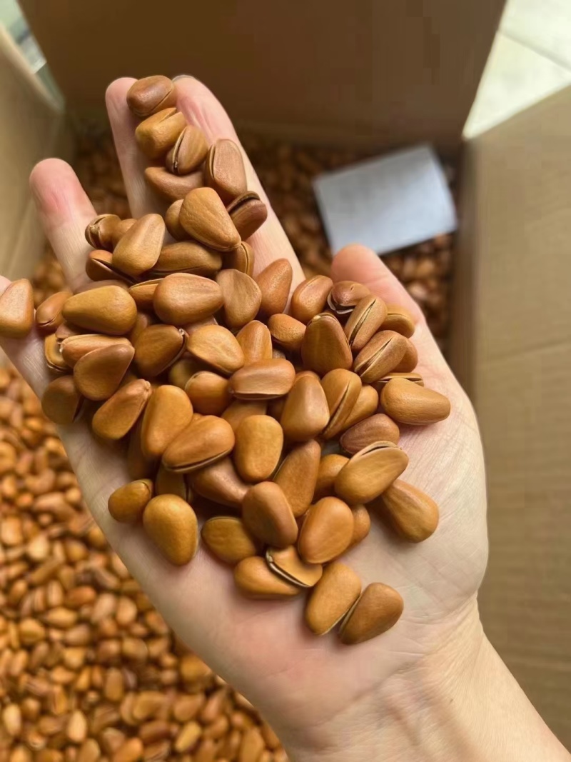 新货散装大颗粒东北红松子手剥巴西松子干果零食量大优惠
