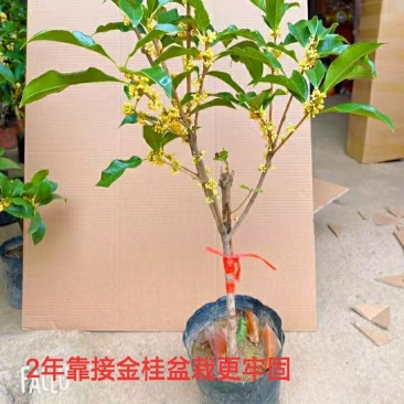 金桂靠接桂花浓香型爆花盆栽树苗花期带花带花苞发货