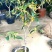 金桂靠接桂花浓香型爆花盆栽树苗花期带花带花苞发货