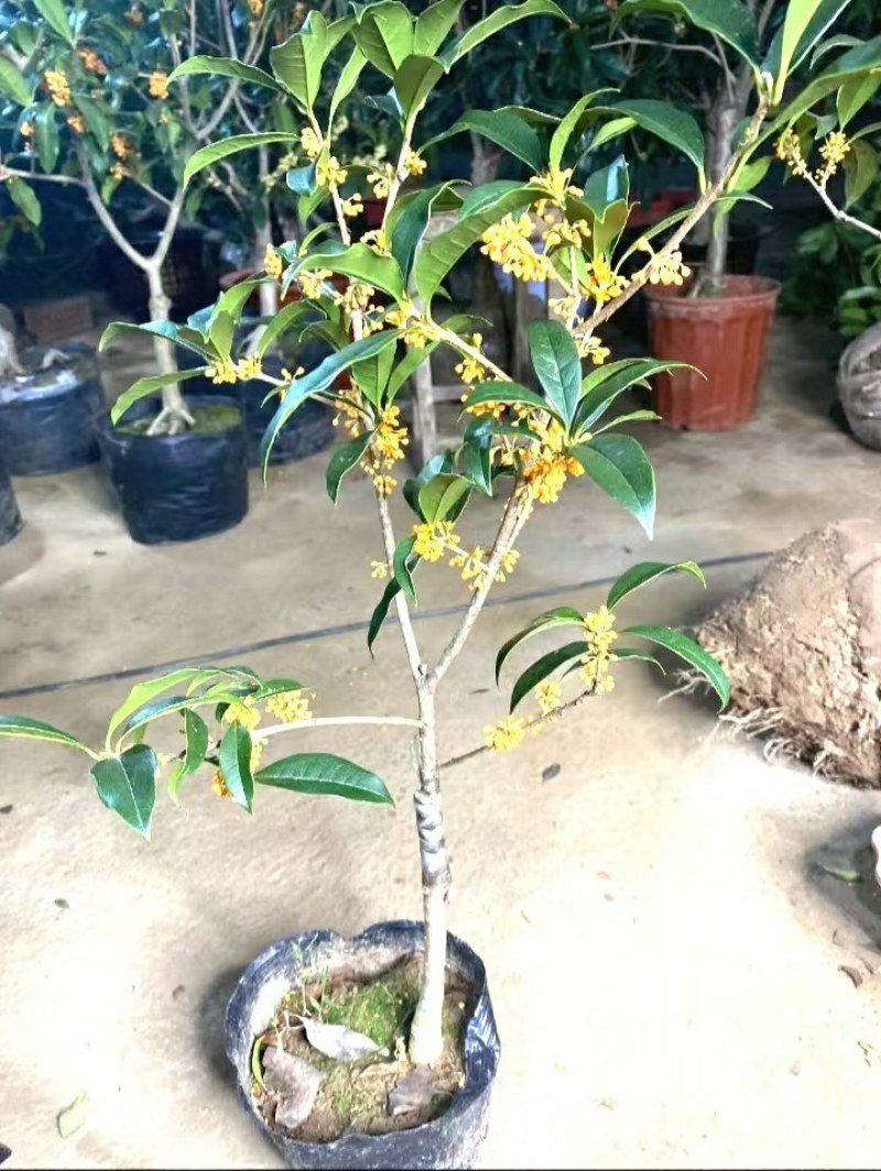 金桂靠接桂花浓香型爆花盆栽树苗花期带花带花苞发货