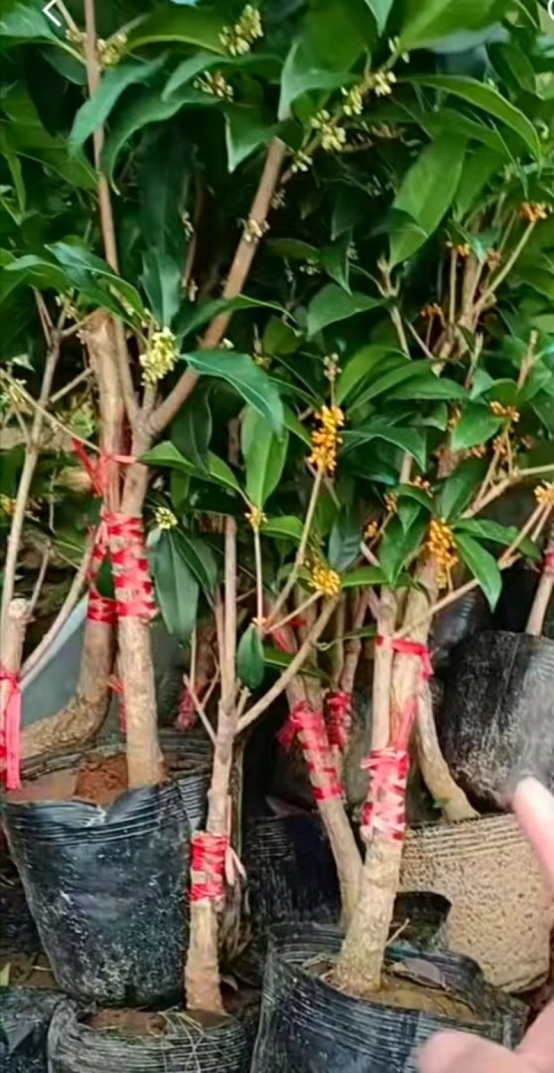 金桂靠接桂花浓香型爆花盆栽树苗花期带花带花苞发货