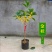金桂靠接桂花浓香型爆花盆栽树苗花期带花带花苞发货