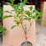 金桂靠接桂花浓香型爆花盆栽树苗花期带花带花苞发货