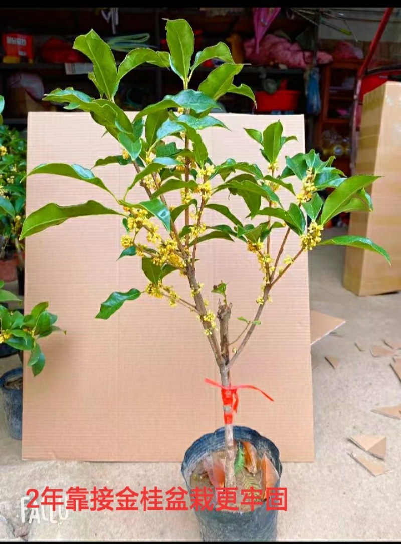 金桂靠接桂花浓香型爆花盆栽树苗花期带花带花苞发货