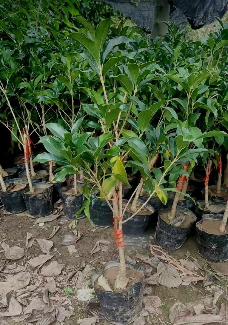 金桂靠接桂花浓香型爆花盆栽树苗花期带花带花苞发货