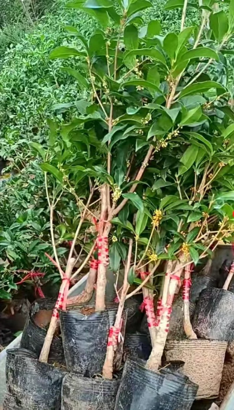 金桂靠接桂花浓香型爆花盆栽树苗花期带花带花苞发货