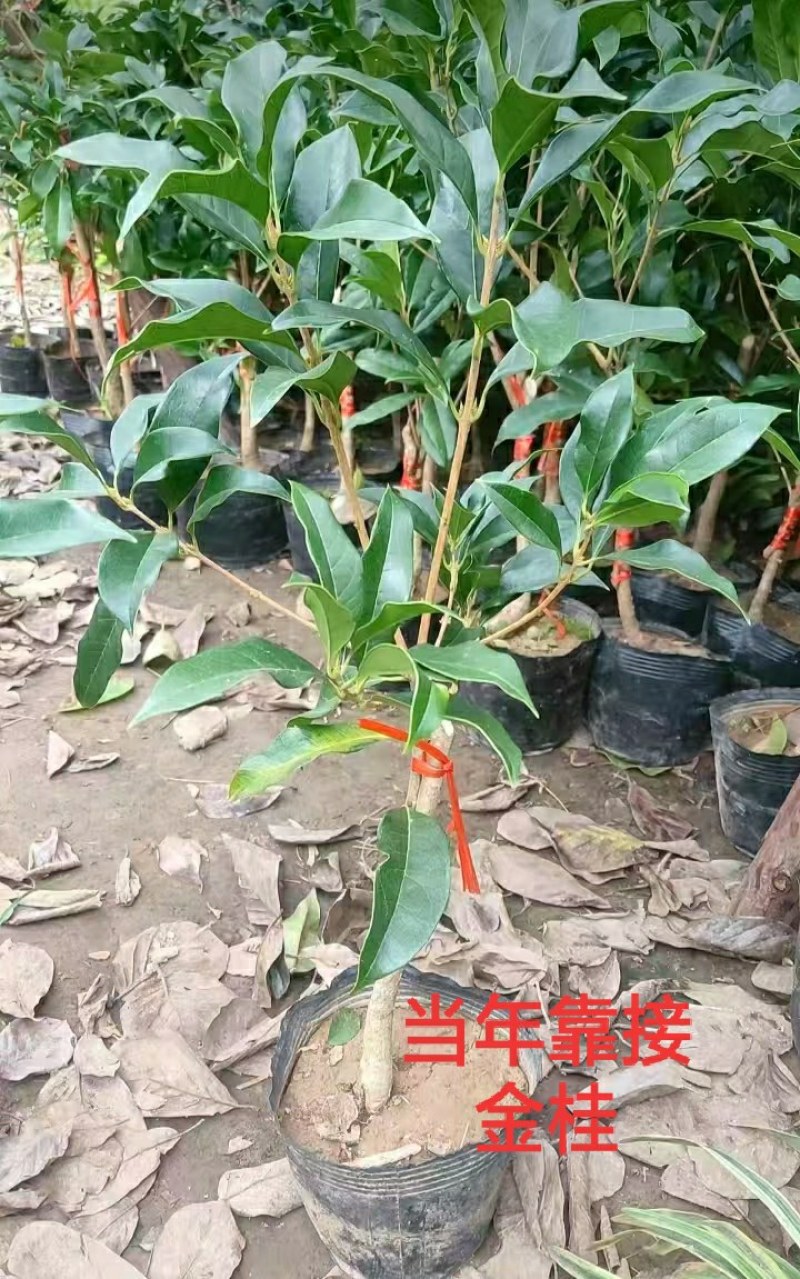 金桂靠接桂花浓香型爆花盆栽树苗花期带花带花苞发货