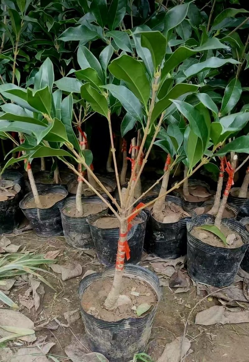 金桂靠接桂花浓香型爆花盆栽树苗花期带花带花苞发货