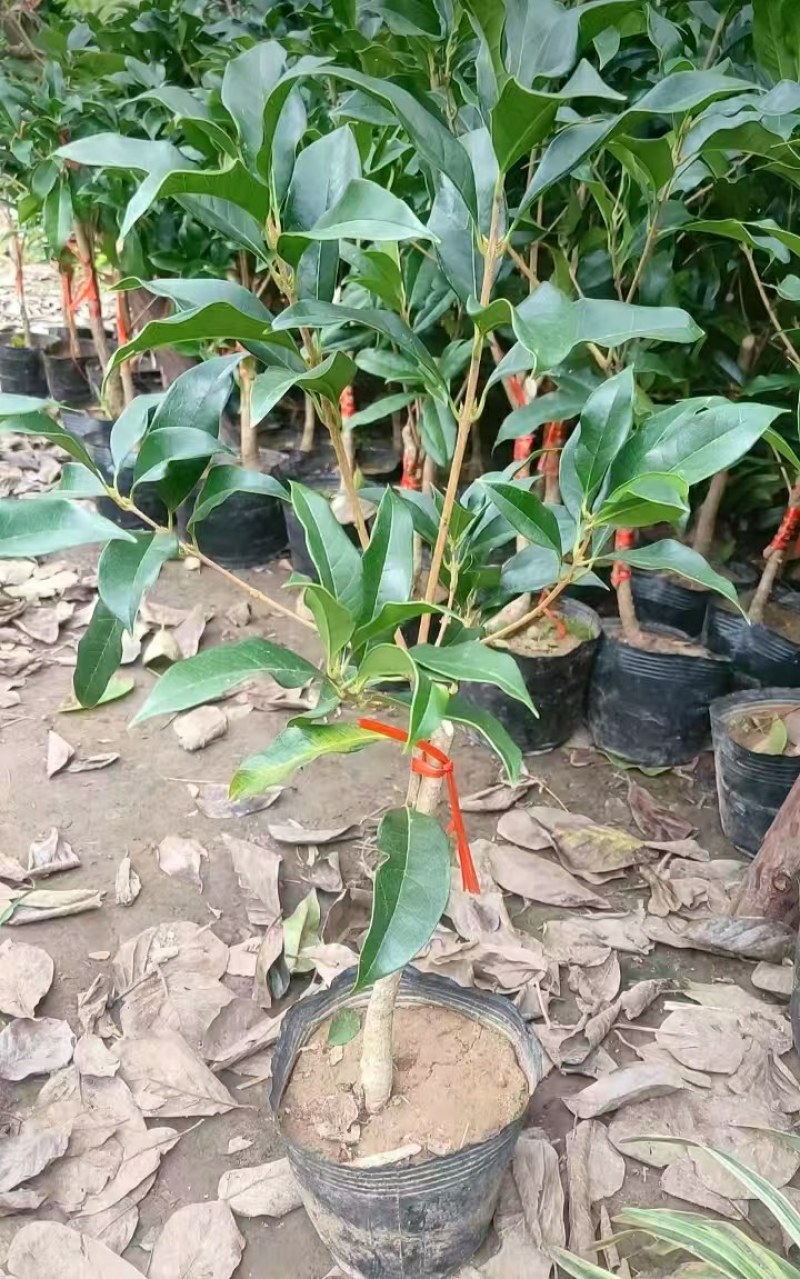 金桂靠接桂花浓香型爆花盆栽树苗花期带花带花苞发货
