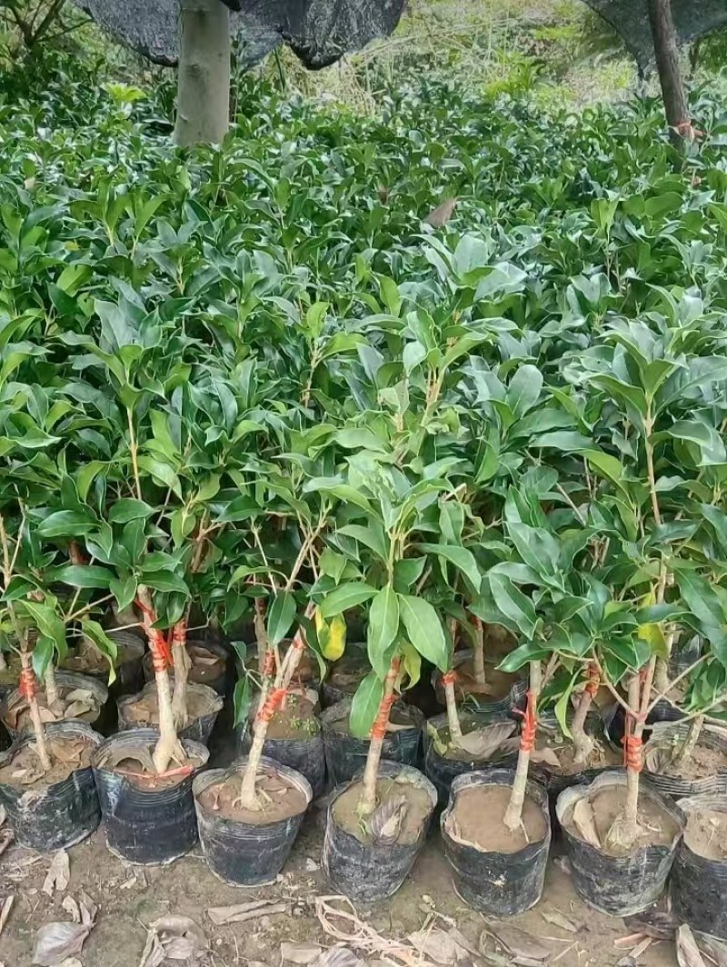 金桂靠接桂花浓香型爆花盆栽树苗花期带花带花苞发货