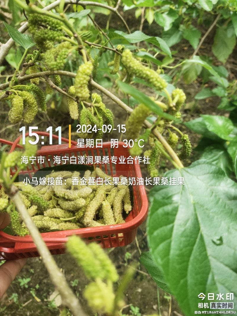 香金葚黄金奶油长果桑纯种嫁接苗春、秋挂果丰产
