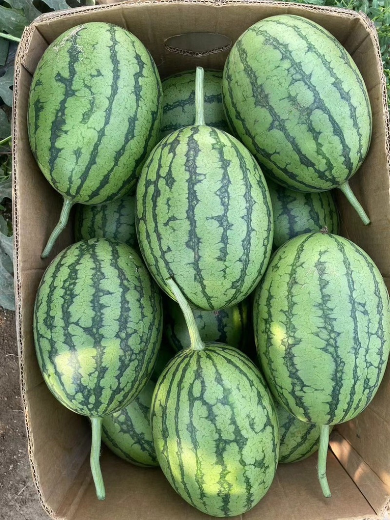 辽宁2k西瓜，吊瓜，精品小西瓜，产地直达。