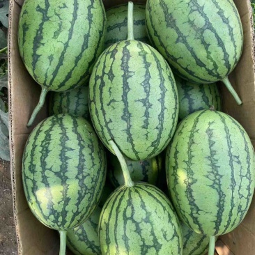 辽宁2k西瓜，吊瓜，精品小西瓜，产地直达。