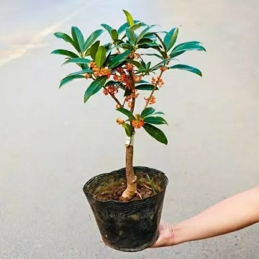 沉香桂靠接桂花浓香型庭院盆栽四开种植当年开花嫁接桂花树