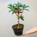 沉香桂靠接桂花浓香型庭院盆栽四开种植当年开花嫁接桂花树