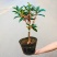沉香桂靠接桂花浓香型庭院盆栽四开种植当年开花嫁接桂花树