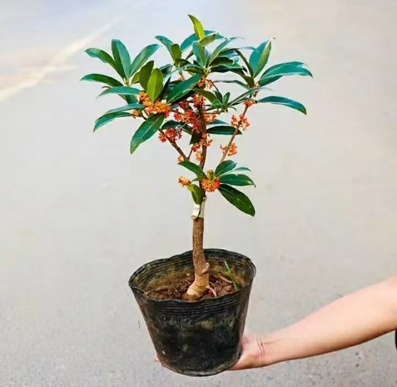 沉香桂靠接桂花浓香型庭院盆栽四开种植当年开花嫁接桂花树