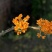 沉香桂靠接桂花浓香型庭院盆栽四开种植当年开花嫁接桂花树