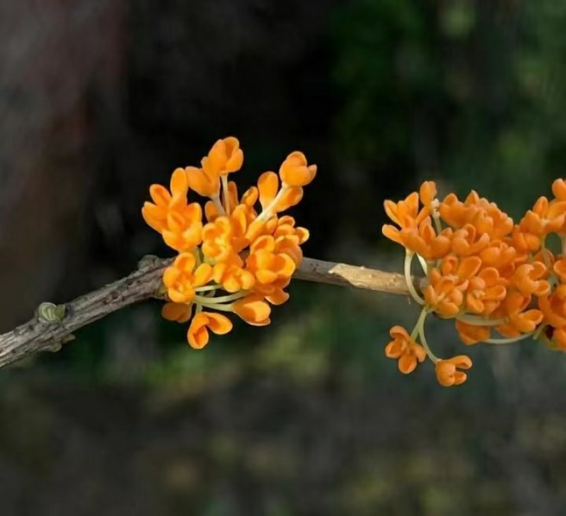 沉香桂靠接桂花浓香型庭院盆栽四开种植当年开花嫁接桂花树