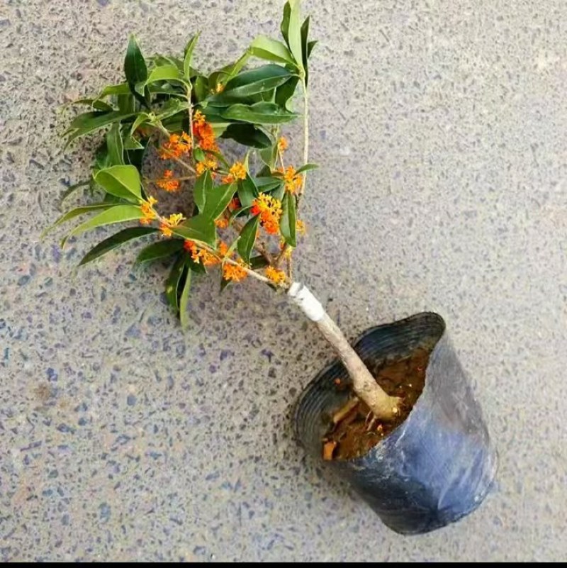 沉香桂靠接桂花浓香型庭院盆栽四开种植当年开花嫁接桂花树