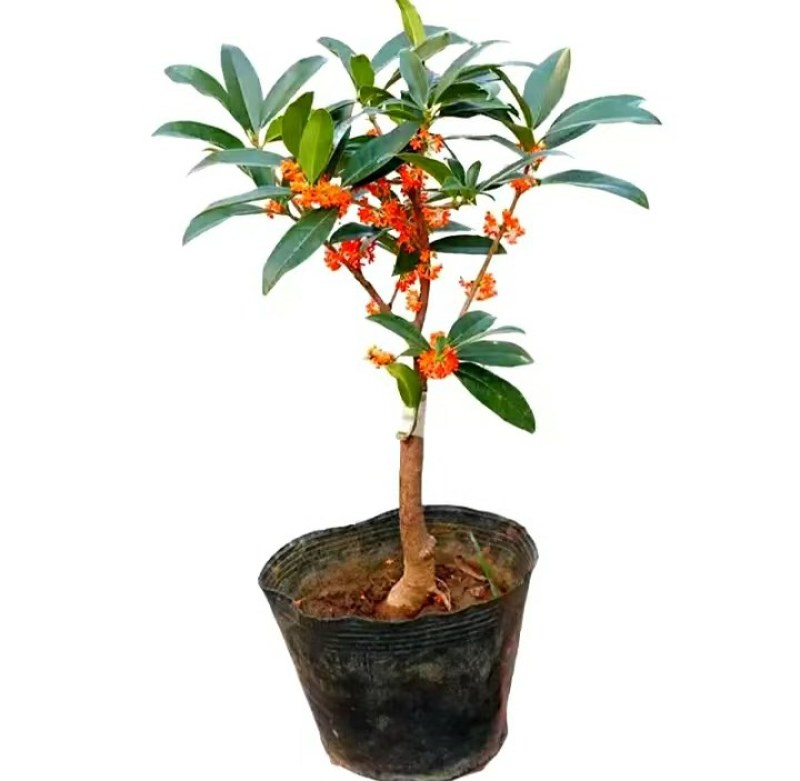 沉香桂靠接桂花浓香型庭院盆栽四开种植当年开花嫁接桂花树
