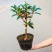 沉香桂靠接桂花浓香型庭院盆栽四开种植当年开花嫁接桂花树