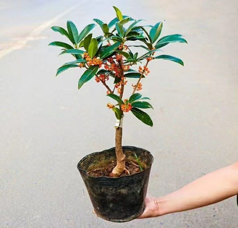 沉香桂靠接桂花浓香型庭院盆栽四开种植当年开花嫁接桂花树