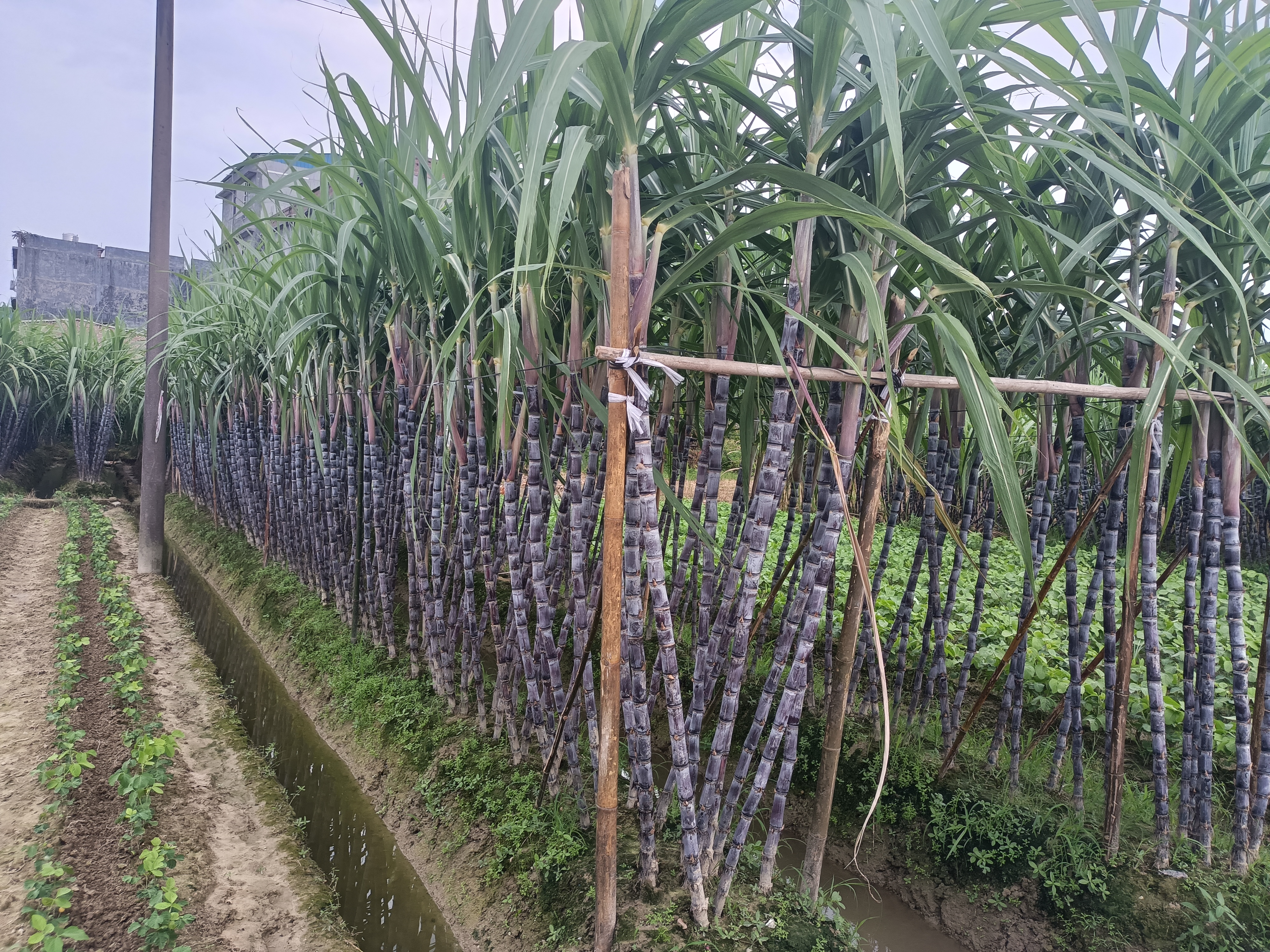 一个热闹的农贸市场摊位,堆满了整齐摆放的黑皮甘蔗,摊主正在为客户切割甘蔗,露出洁白的内芯,旁边有顾客正在挑选,背景可见‘新鲜黑皮甘蔗’的手写招牌 市场中售卖的黑皮甘蔗摊位