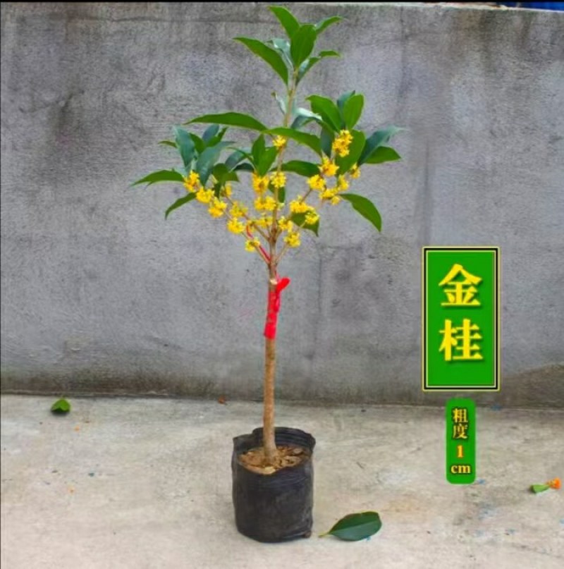 金桂靠接桂花浓香型庭院盆栽四开种植当年开花嫁接桂花树