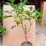 金桂靠接桂花浓香型庭院盆栽四开种植当年开花嫁接桂花树