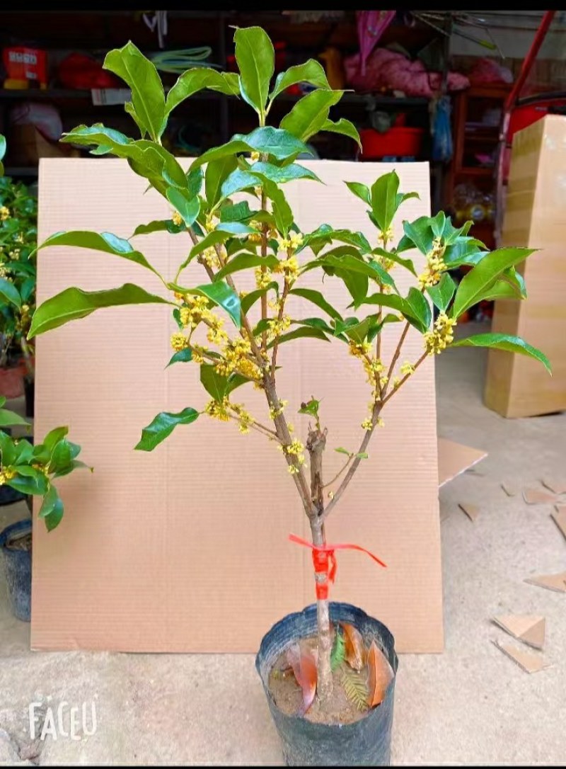 金桂靠接桂花浓香型庭院盆栽四开种植当年开花嫁接桂花树