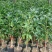 金桂靠接桂花浓香型庭院盆栽四开种植当年开花嫁接桂花树