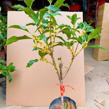 金桂靠接桂花浓香型庭院盆栽四开种植当年开花嫁接桂花树