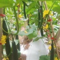 贵州密刺黄瓜大量上市，产地直供现摘现发欢迎各位老板电话联