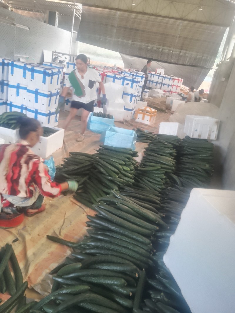 贵州密刺黄瓜大量上市，产地直供现摘现发欢迎各位老板电话联
