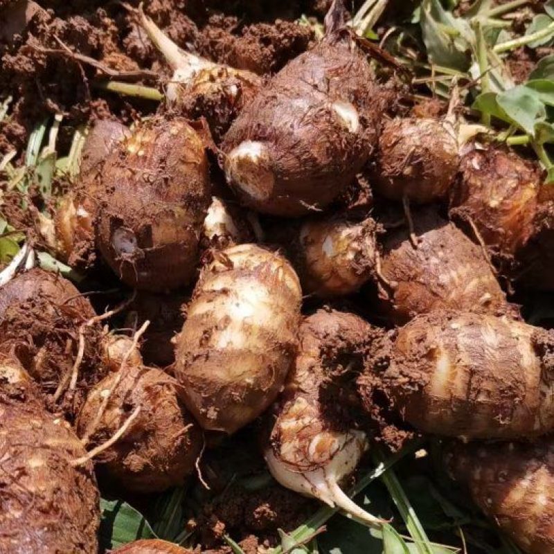 云南牛奶芋头大量上市，，标准电商市场