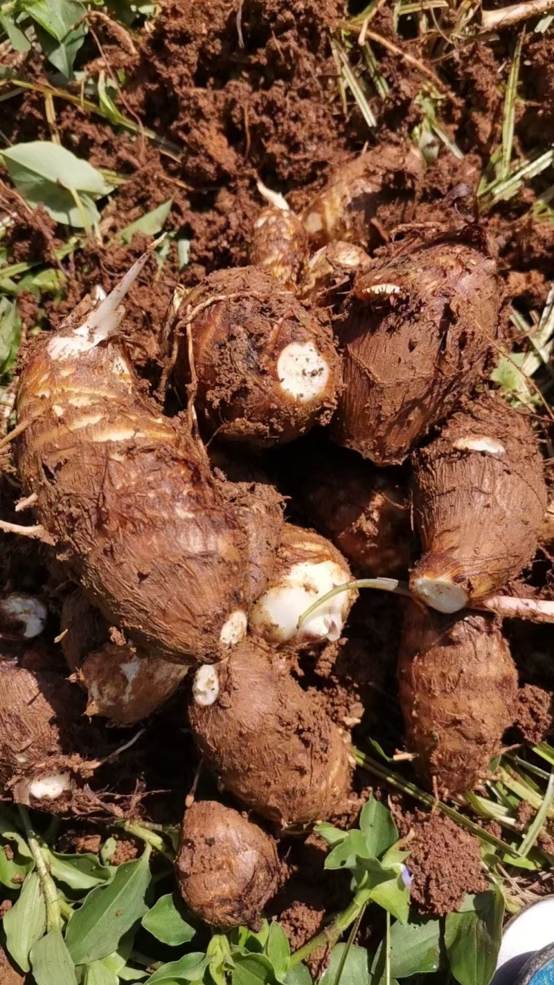 云南牛奶芋头大量上市，，标准电商市场