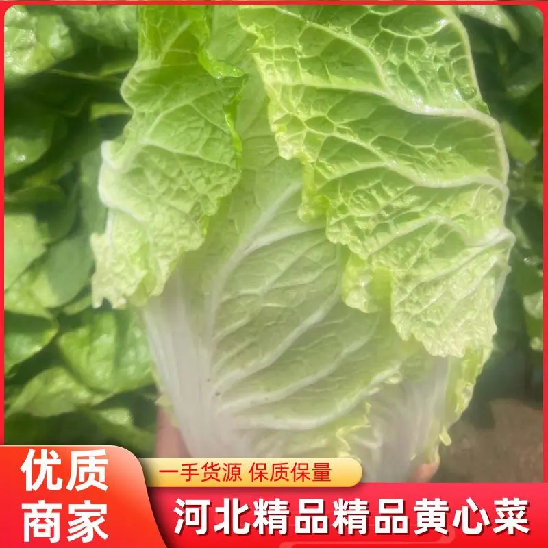 优质精品黄心菜《商超对接》基地直供，欢迎合作。