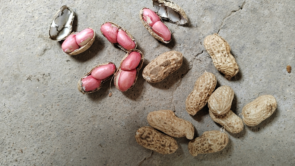 红薯与花生的营养对比图