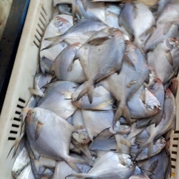 鲜品银鲳鱼可电联产地直发一手货源欢迎致电