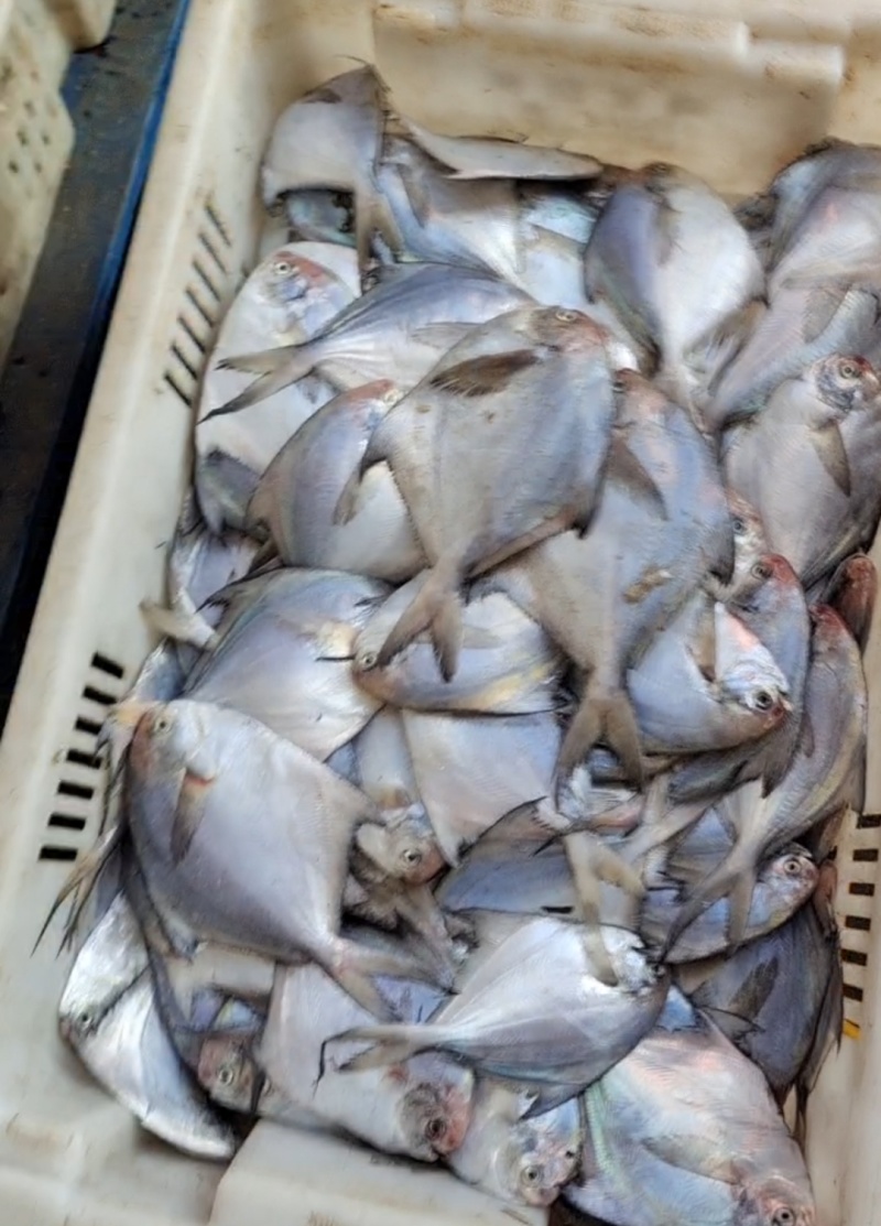鲜品银鲳鱼可电联产地直发一手货源欢迎致电