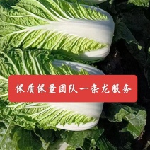 东北义和秋黄心白菜，净菜克重3.5以上。大量上市供应全国