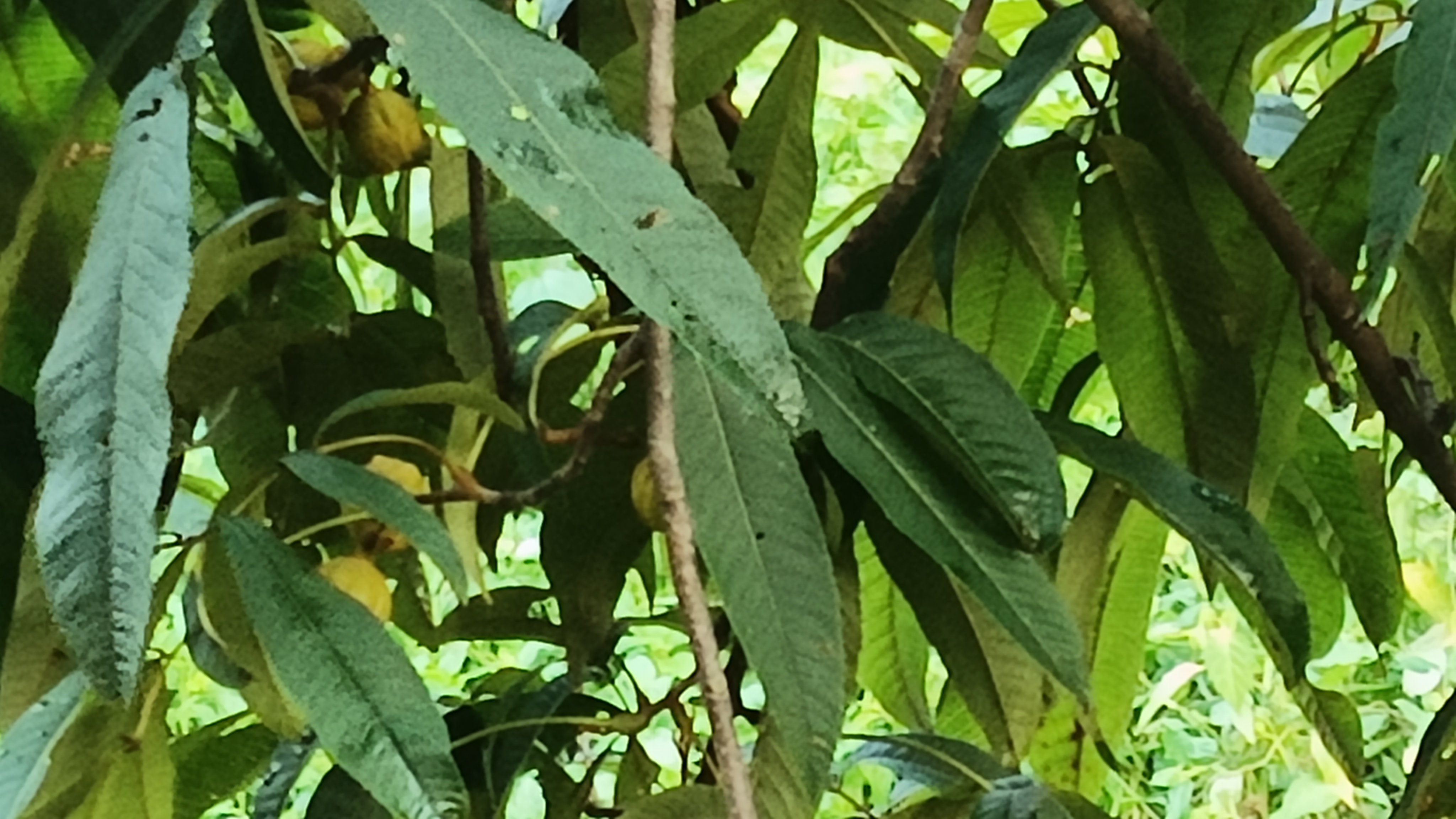 山竹植株与果实,展示成熟的山竹树及其果实形态 山竹植株与果实